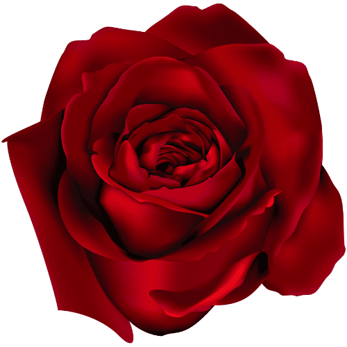 Red Remembrance Day NZ